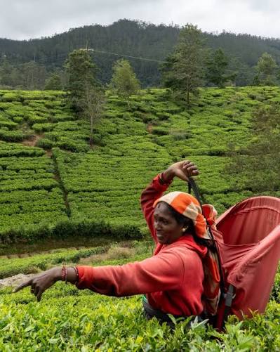 Tea country escapes